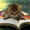 Avatar de funnycat
