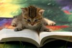 avatar de funnycat