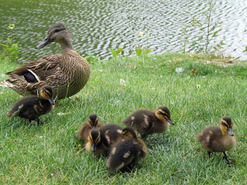 Canard et poussins prÃ¨s d'un lac